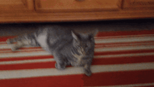 a cat is laying on a striped rug