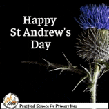 a picture of a thistle with the words `` happy st andrew 's day ''