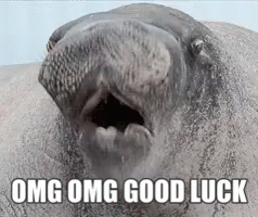 Nervous For You GIF - Omg Goodluck Seal GIFs