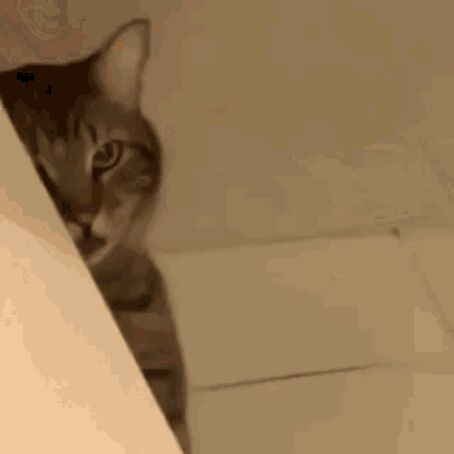 a cat is peeking out from behind a white wall .