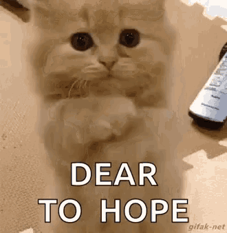 Please Cat GIF