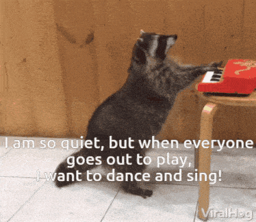 Cameron Raccoon GIF
