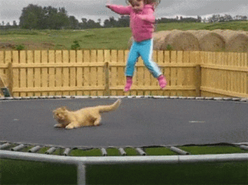 Bounce Cat GIF - Bounce Cat Fun GIFs