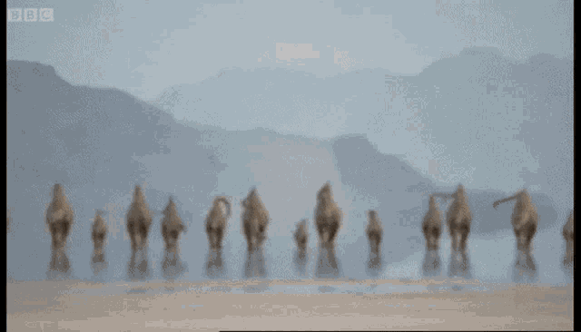 Diplodocus Herd GIF - Diplodocus Herd Walking GIFs