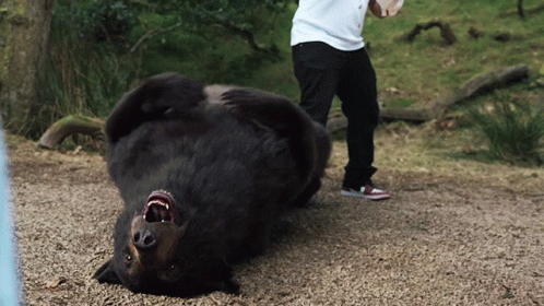 Rolling Up Cocaine Bear GIF - Rolling Up Cocaine Bear Im Up GIFs