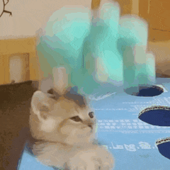 a cat is holding a stuffed animal on its head