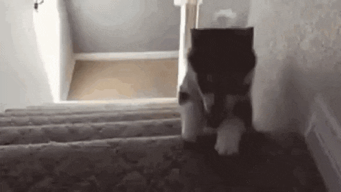 a cat is walking up a set of stairs .