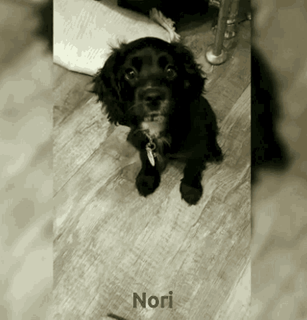 Nori Nori Baby GIF - Nori Nori Baby Cocker Spaniel GIFs