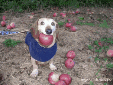 a dog wearing a blue sweater is standing in a field of apples