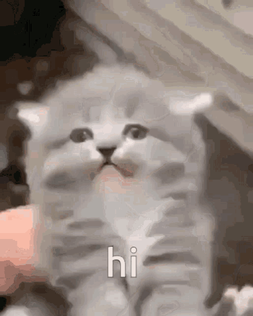 Cat Kitten GIF - Cat Kitten Scream GIFs