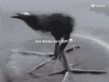 a black and white photo of an ostrich with the caption " bro thinks he 's tuff "