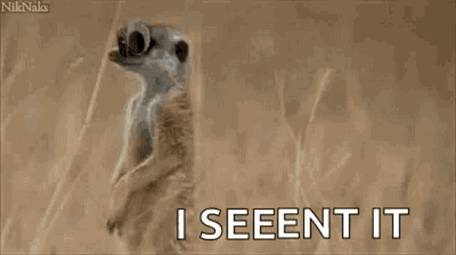 Meerkat Googly Eyes GIF