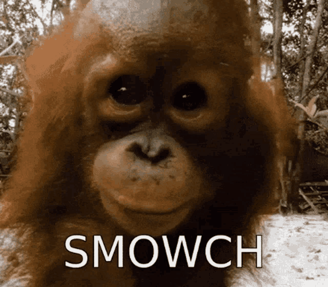 Orangutan Smowch GIF - Orangutan Smowch Cute GIFs