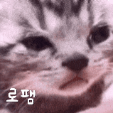 a close up of a cat 's face with a foreign language written on it .