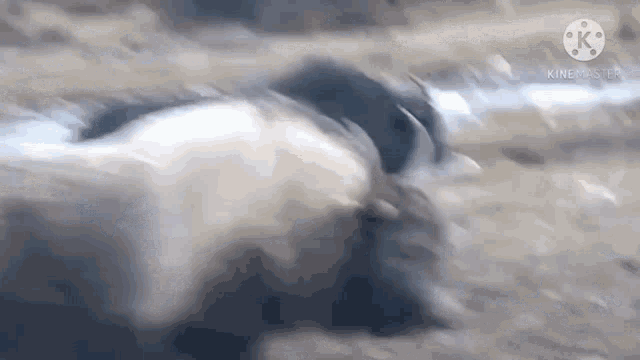 a close up of a goat laying in the dirt .