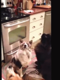 Cats And Dogs Are Starting To Get Along GIF - Ood Cat Dog GIFs