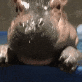 a close up of a hippopotamus drinking water from a bottle .