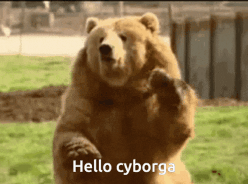 a brown bear standing on its hind legs with the words hello cyborga below it