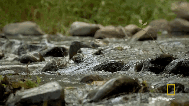 a stream with a national geographic logo on the bottom right
