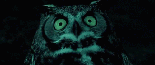 Owl Wink GIF - Owl Wink GIFs