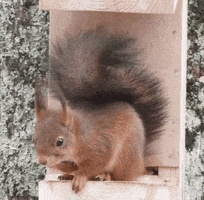 a squirrel is sitting in a wooden box with its tail up