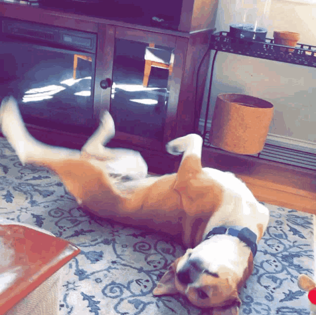 a dog is laying on its back in front of a tv