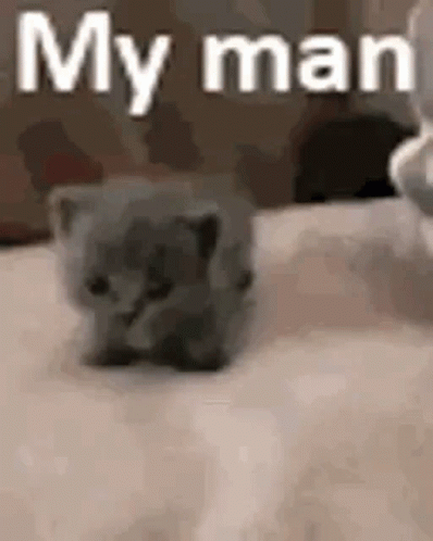 Cat Kitten GIF - Cat Kitten My Man GIFs