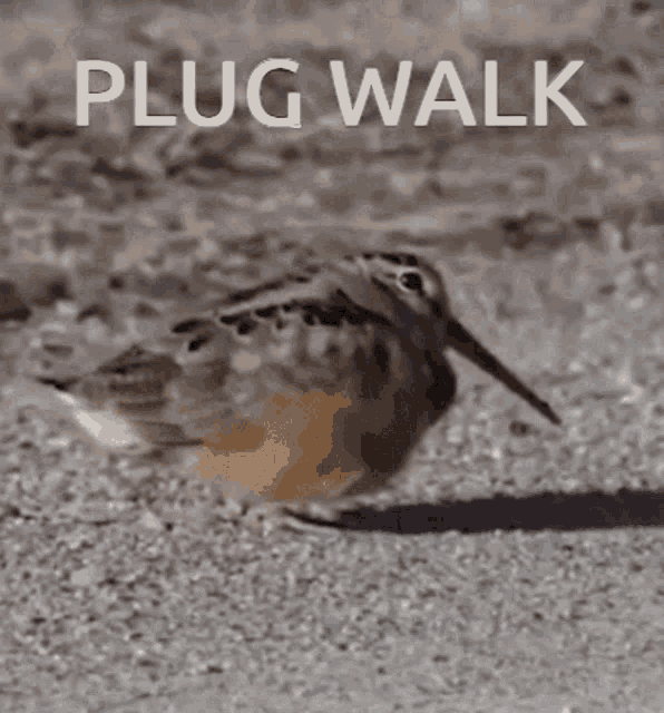 Plugwalk GIF - Plugwalk GIFs