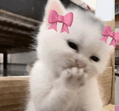 a white cat with two pink bows on its ears