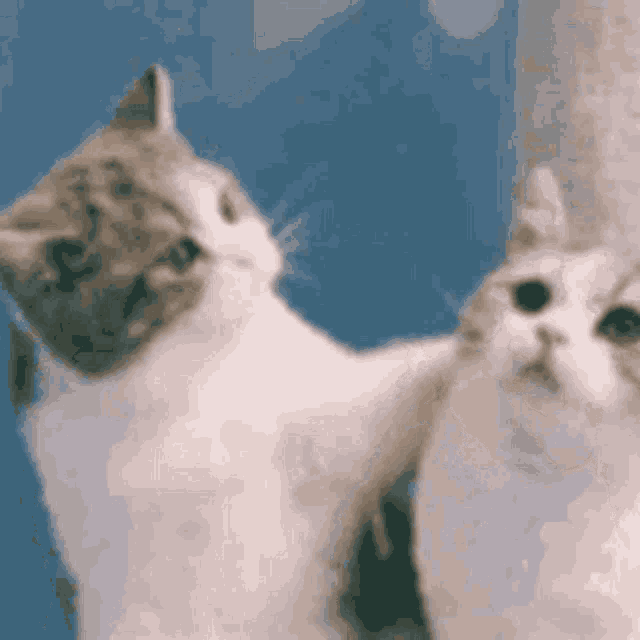 two cats are sitting next to each other on a blue background .