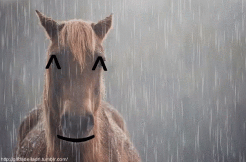 Happy Wet Horse GIF - Happy Wet Horse GIFs