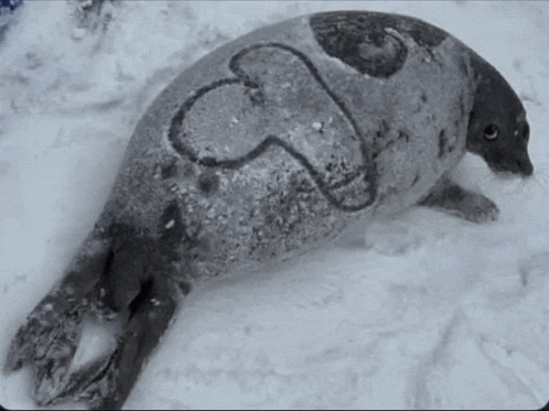 a seal laying in the snow with a heart drawn on its back