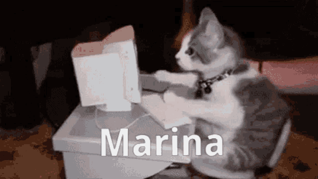 Marina Cat GIF - Marina Cat Typing GIFs