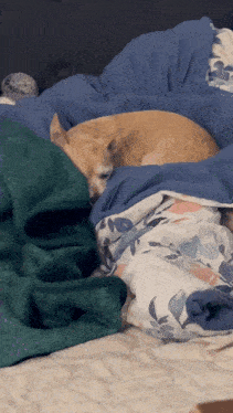 a dog laying on a bed with a blue blanket and a green blanket