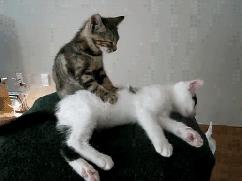 Cat Massage GIF - Cat Massage Relax GIFs