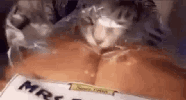 a cat is sitting in a plastic bag on top of a piece of paper .