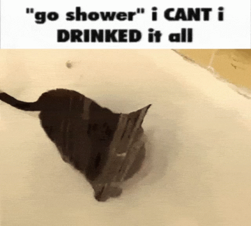 Cat Shower GIF - Cat Shower Drink GIFs