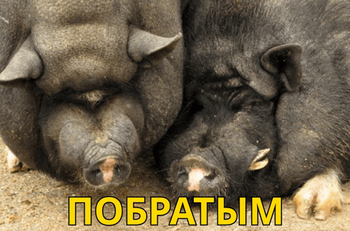 свинья Pig GIF - свинья Pig побратим GIFs