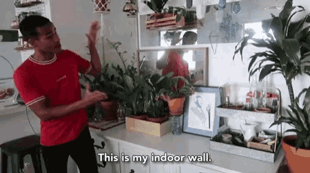 a man in a red shirt says " this is my indoor wall " in front of many potted plants
