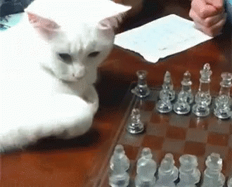 Cat Chess GIF - Cat Chess GIFs