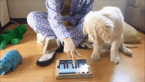 Piano Is Hard GIF - Golden Retriever Puppy GIFs
