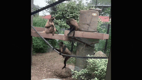 three monkeys are sitting on a wooden platform