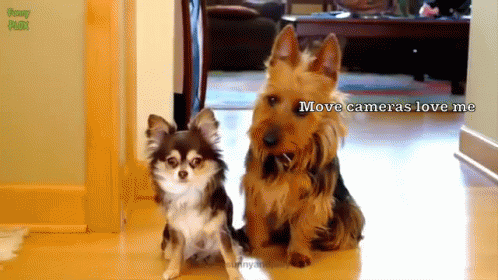 Uk GIF - Cameras Love Me Dogs GIFs