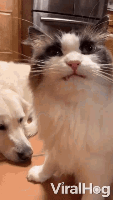 Zoom In Adorable GIF - Zoom In Adorable Cute Cat GIFs