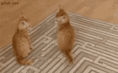 Kittens Tackle GIF - Kittens Tackle GIFs