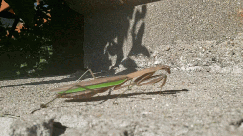 Insect Crawling GIF - Insect Crawling Walk GIFs