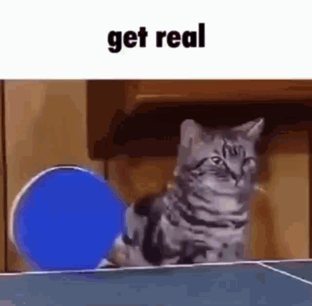 Get Real Cat GIF - Get Real Cat Kirby Fighters GIFs