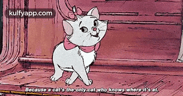 Because A Cats The Only.Cat Who Knows Whero It'S At..Gif GIF