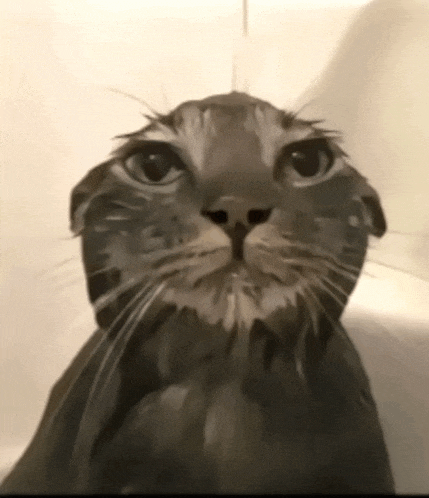 a close up of a cat taking a bath in a tub