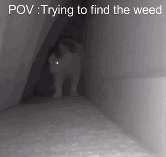 a black and white photo of a cat standing in a dark room with the caption " trying to find the weed "